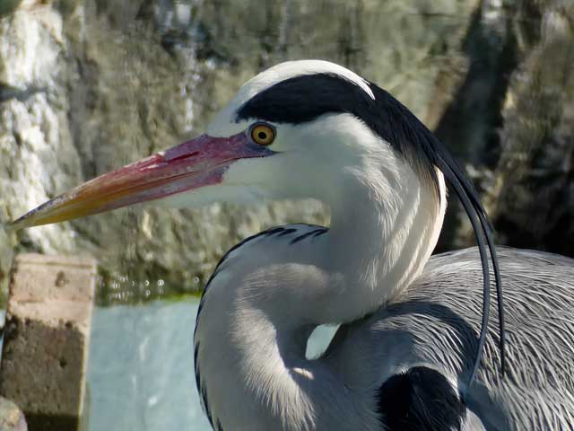 円山動物園、アオサギ