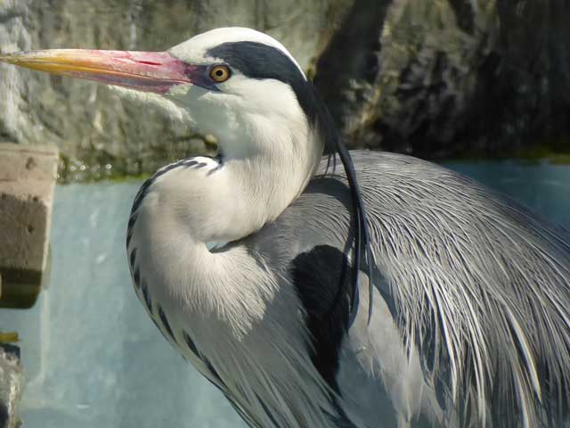 円山動物園、アオサギ