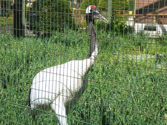 円山動物園、タンチョウ