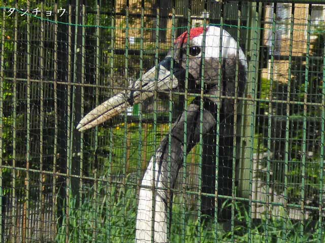 円山動物園、タンチョウ