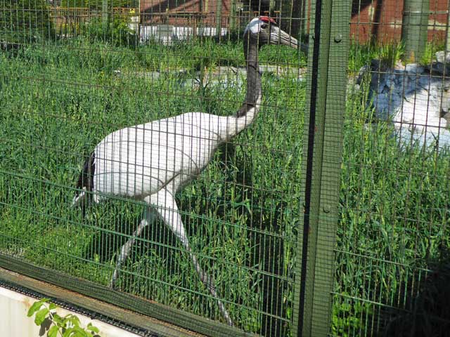 円山動物園、タンチョウ