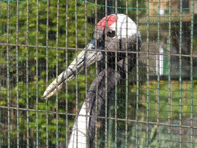 円山動物園、タンチョウ