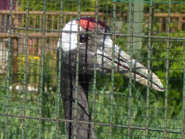 円山動物園、タンチョウ