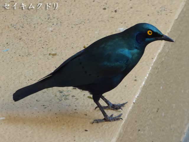 円山動物園、セイキムクドリ