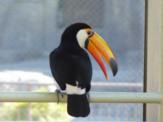 円山動物園、オニオオハシ