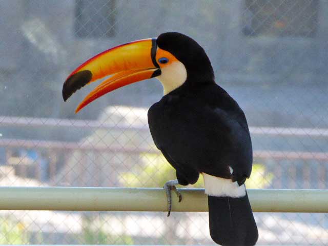 円山動物園、オニオオハシ