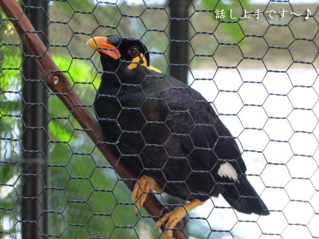 円山動物園