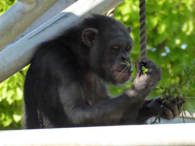 円山動物園、チンパンジー