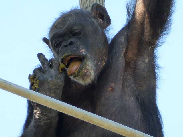 円山動物園、チンパンジー