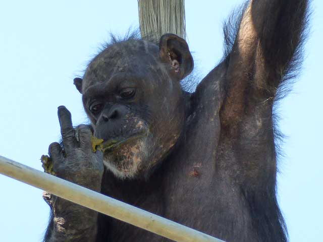 円山動物園、チンパンジー