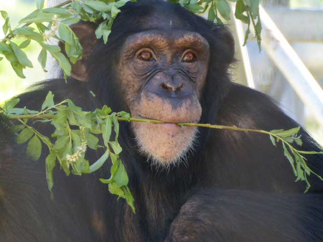 円山動物園、チンパンジー