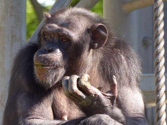 円山動物園