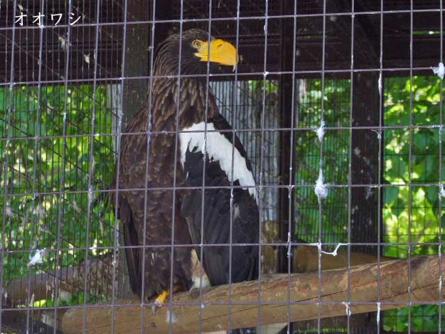 円山動物園