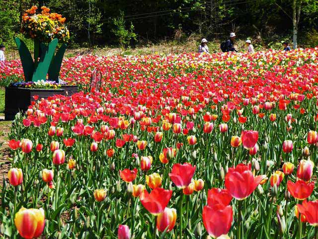 滝野すずらん公園チューリップ