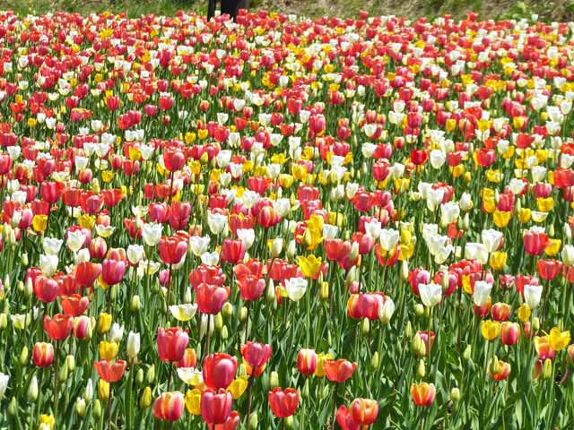 滝野すずらん公園チューリップ