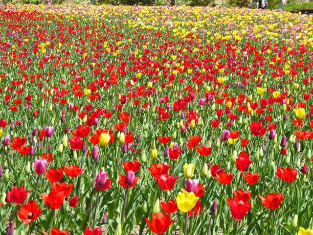 滝野すずらん公園チューリップ