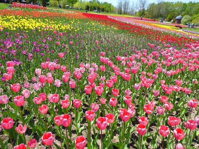 滝野すずらん公園チューリップ