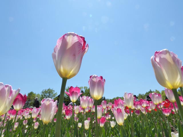 滝野すずらん公園チューリップ