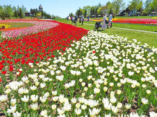 滝野すずらん公園チューリップ