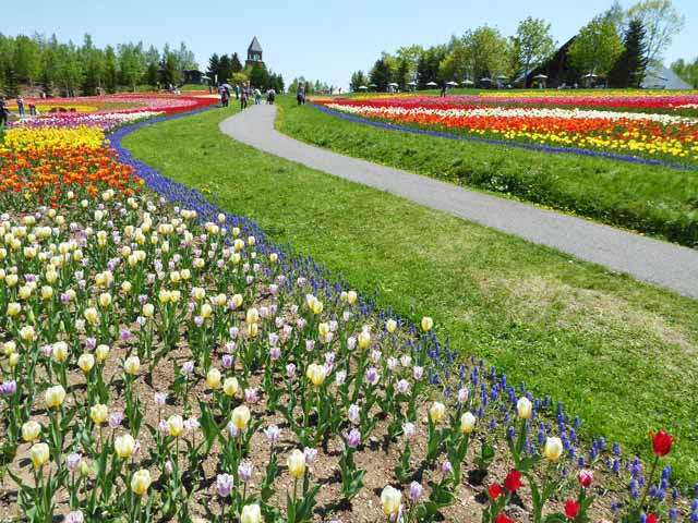 滝野すずらん公園チューリップ