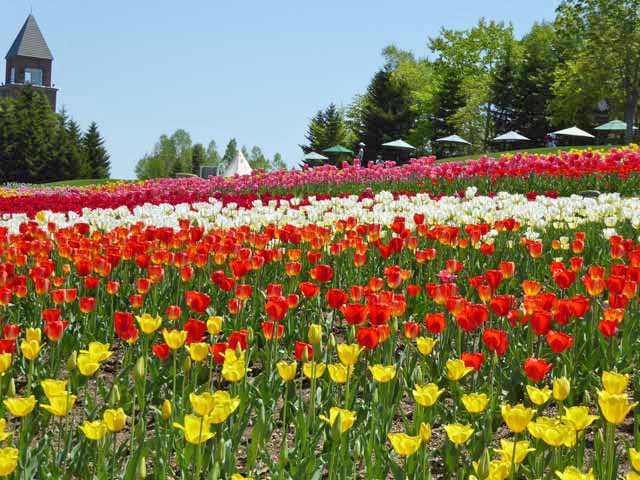 滝野すずらん公園チューリップ