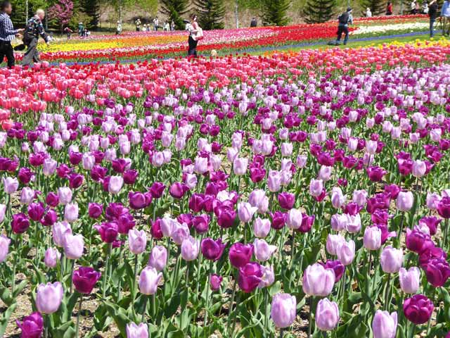 滝野すずらん公園チューリップ