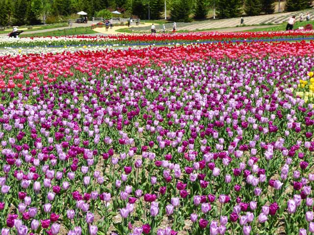 滝野すずらん公園チューリップ