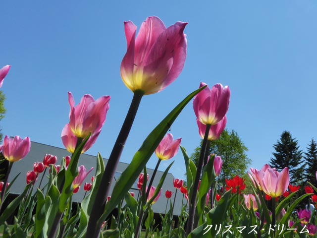 滝野すずらん公園チューリップ