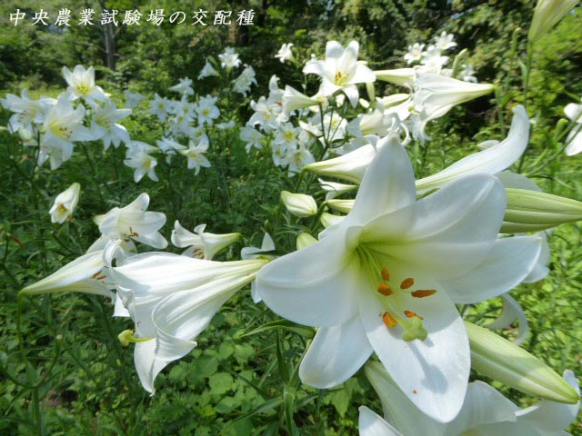 百合が原公園、ユリ