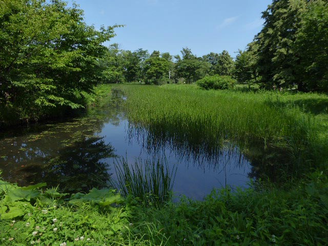 百合が原公園、ユリ