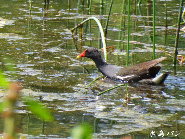 百合が原公園、ユリ