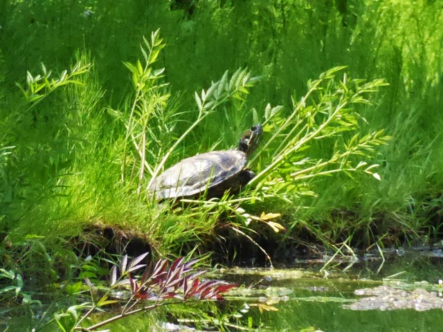 百合が原公園、ユリ