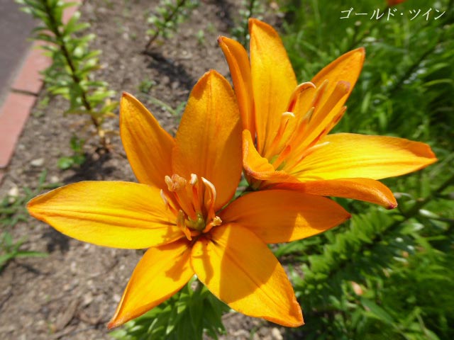 百合が原公園、ユリ