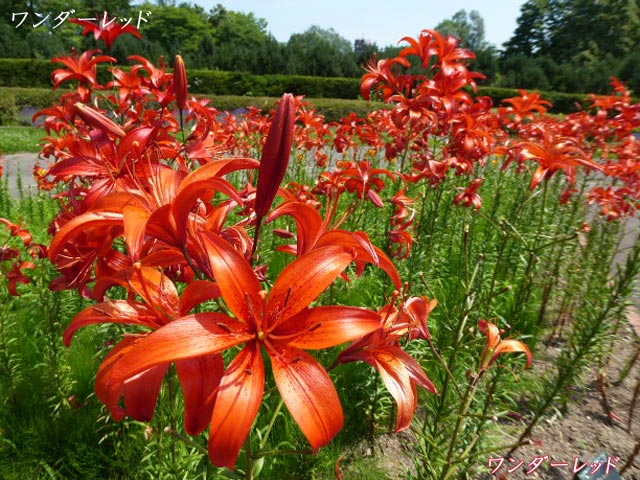 百合が原公園、ユリ