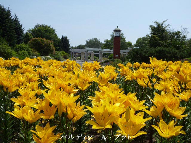 百合が原公園、花