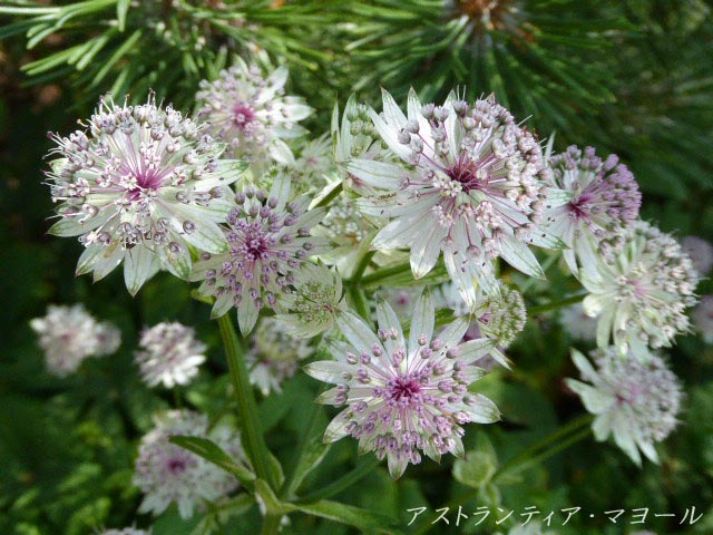 百合が原公園、花