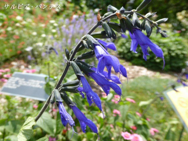 百合が原公園、花