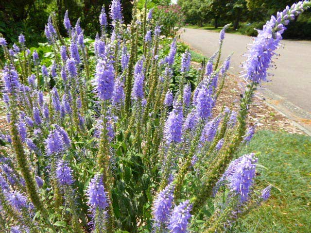 百合が原公園、花