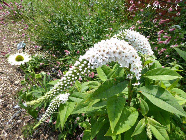 百合が原公園、花