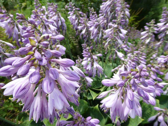 百合が原公園、花