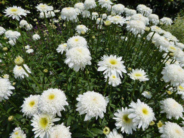 百合が原公園、花