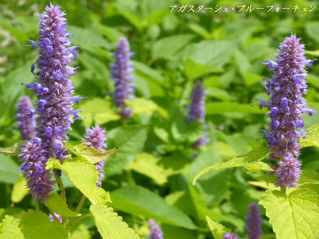 百合が原公園、花