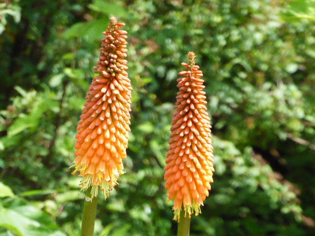 百合が原公園、花