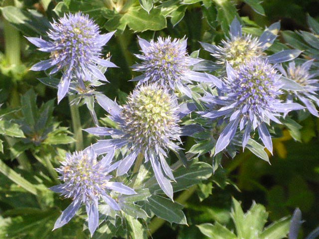 百合が原公園、花