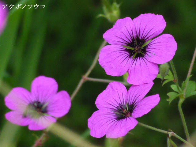 百合が原公園、花