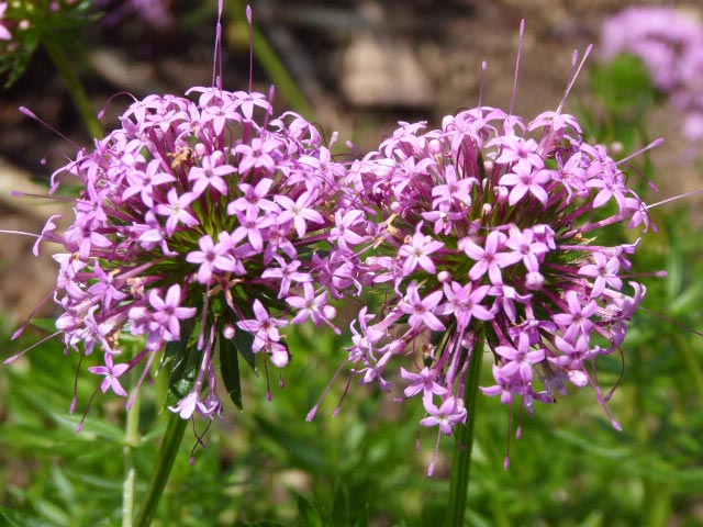 百合が原公園、花