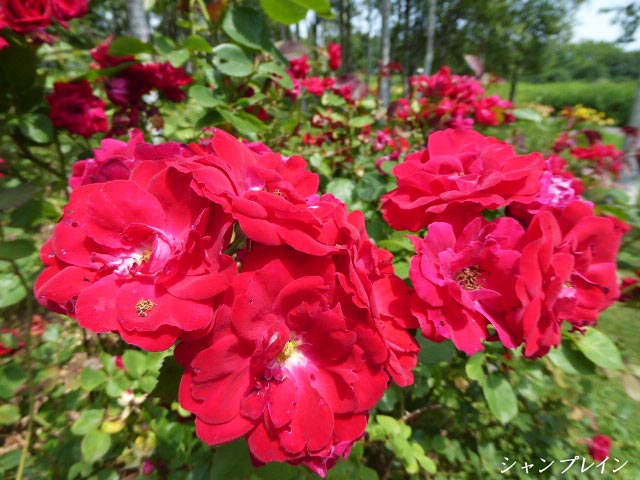 百合が原公園、花