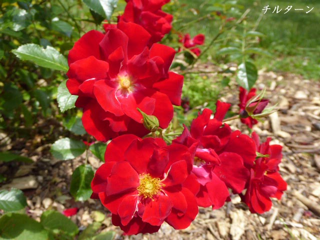 百合が原公園、花