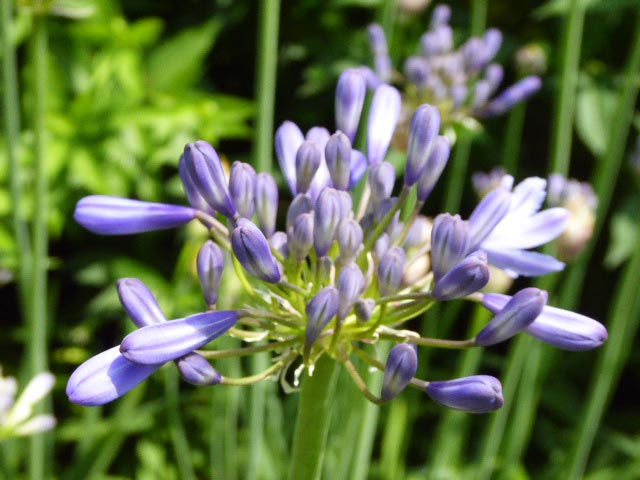 百合が原公園、花