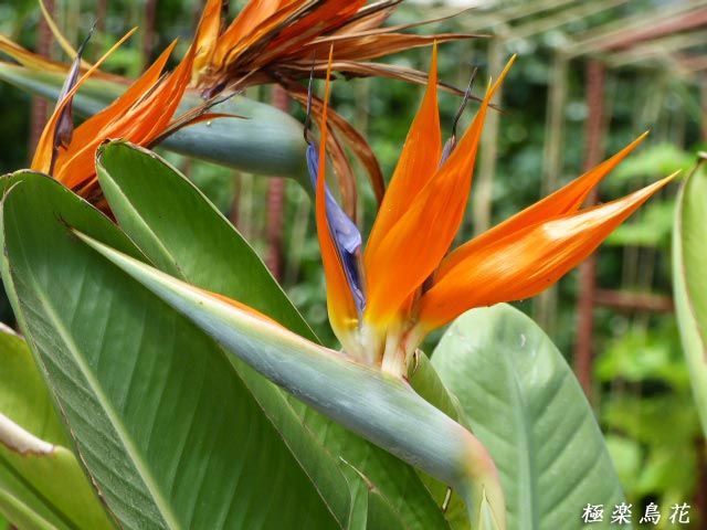 大温室、花